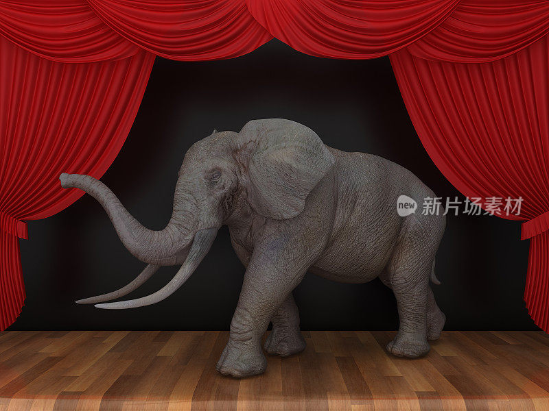 大象与红色舞台窗帘在木地板- 3D渲染
